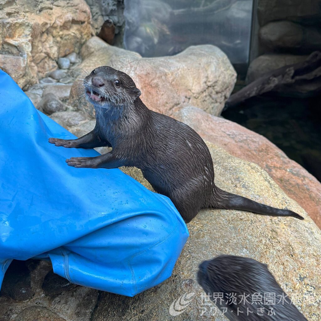動物の移動について