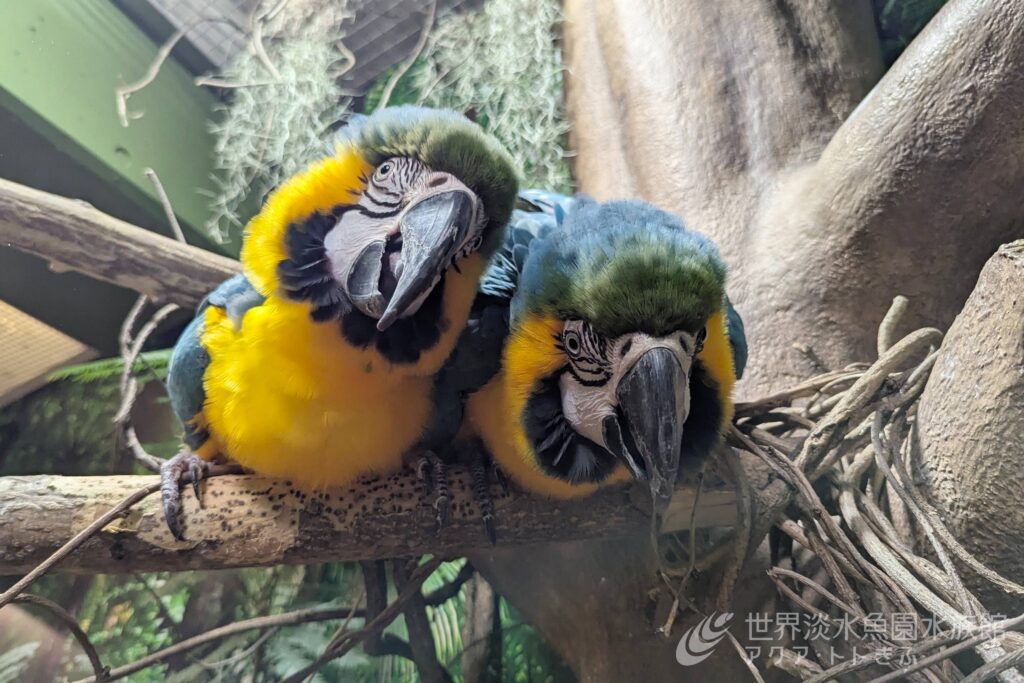 「いいインコの日」特別イベント