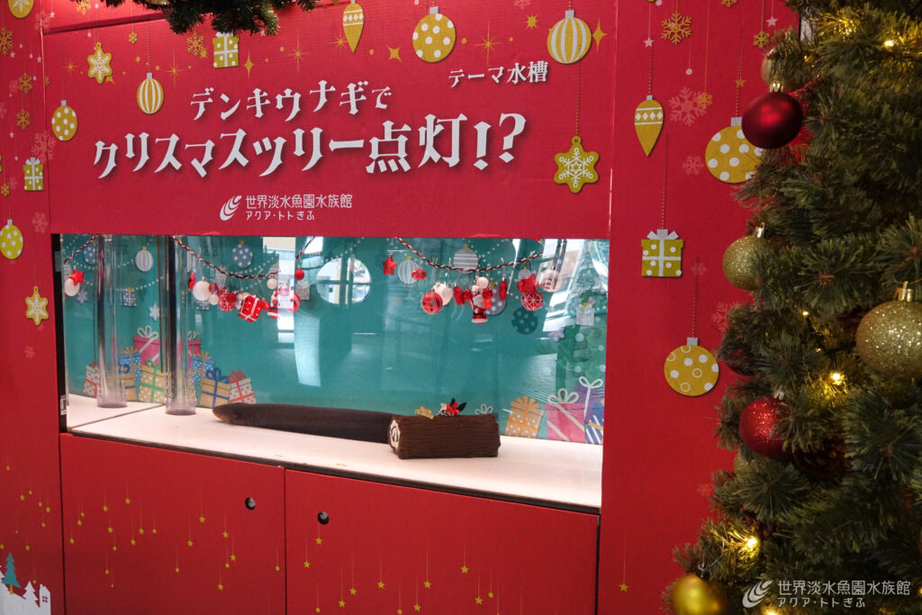 デンキウナギでクリスマスツリー点灯！？