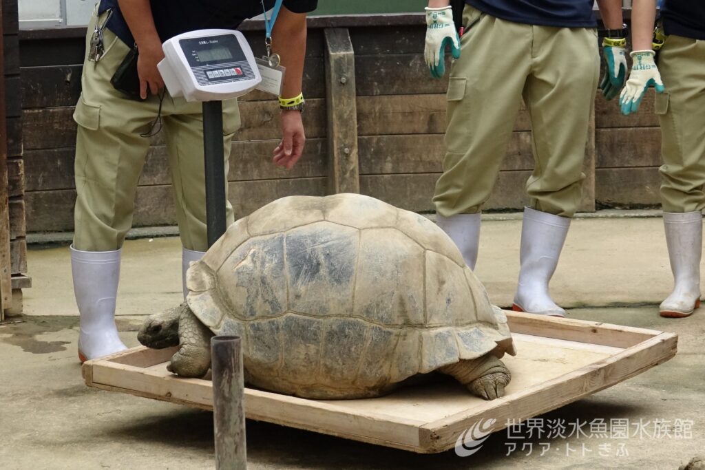 計量記念日特別イベント『あの生きものはどれくらい？』