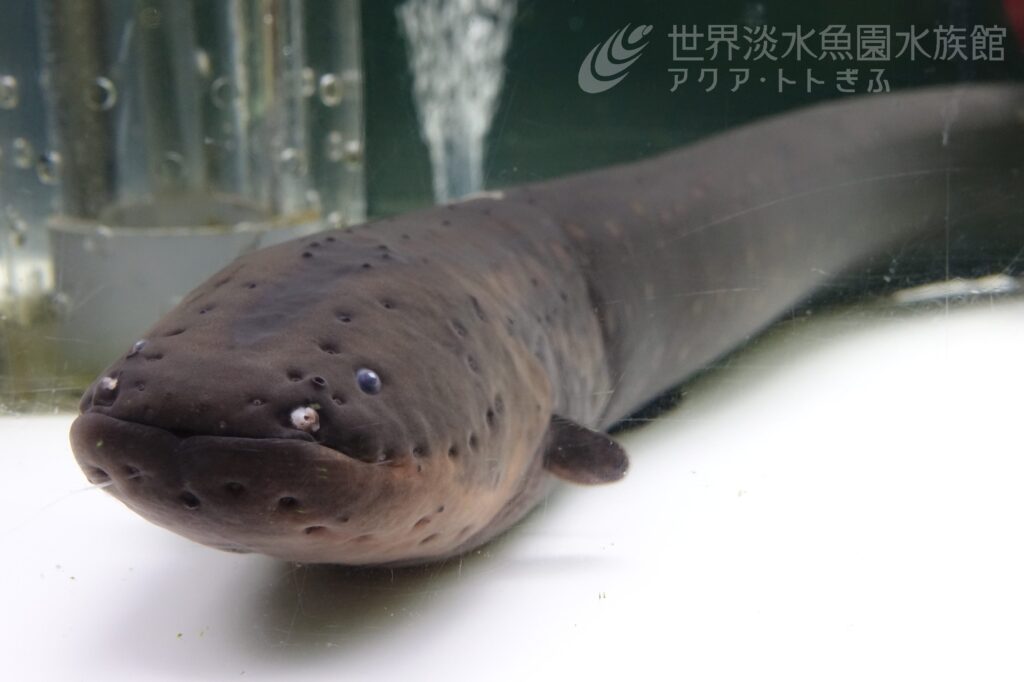 デンキウナギでクリスマスツリー点灯！？