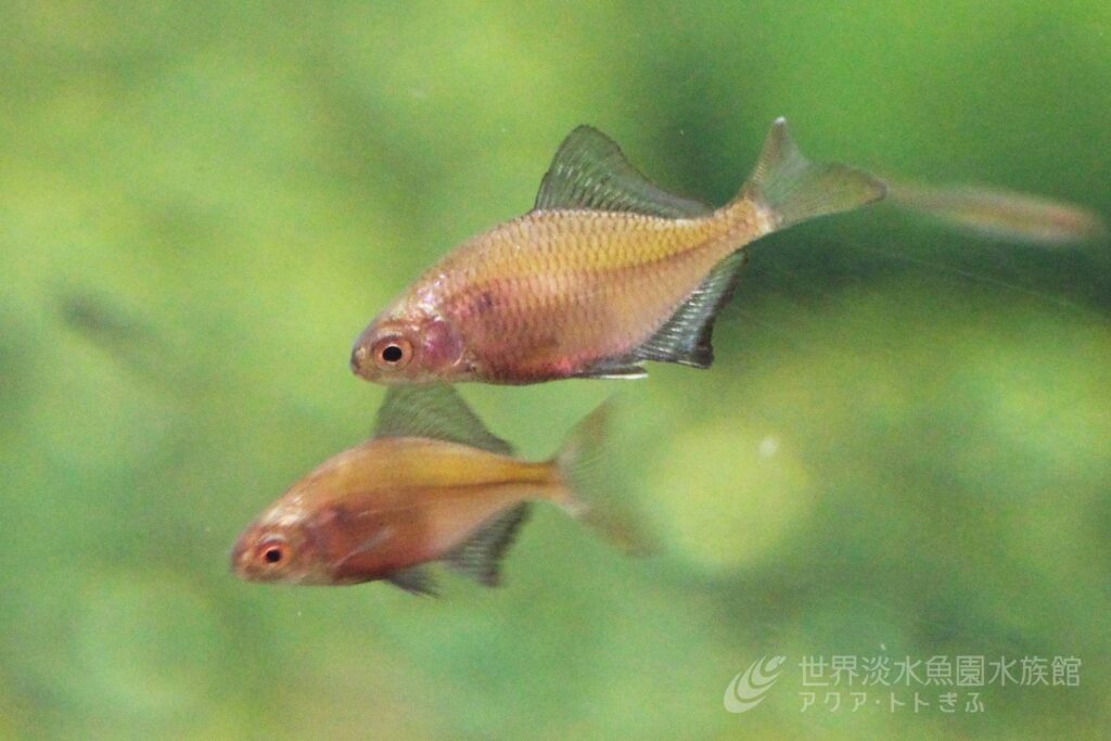 国の天然記念物　イタセンパラを展示