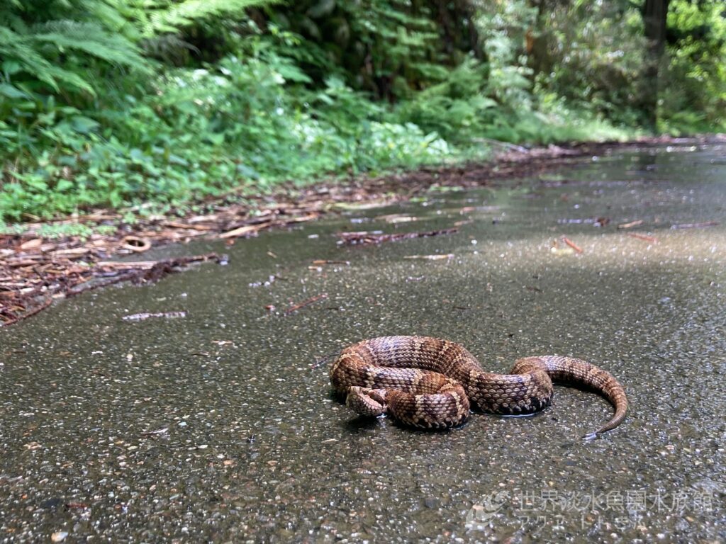 もしもマムシに咬まれたら…？