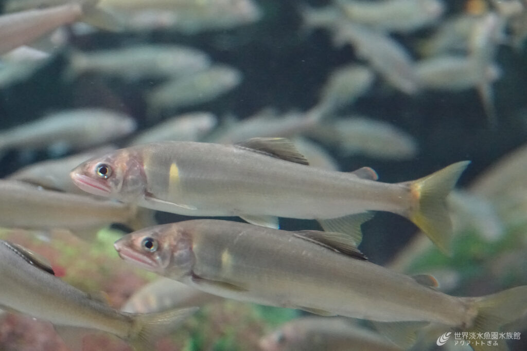 世界農業遺産「清流長良川の鮎」認定10周年イベント