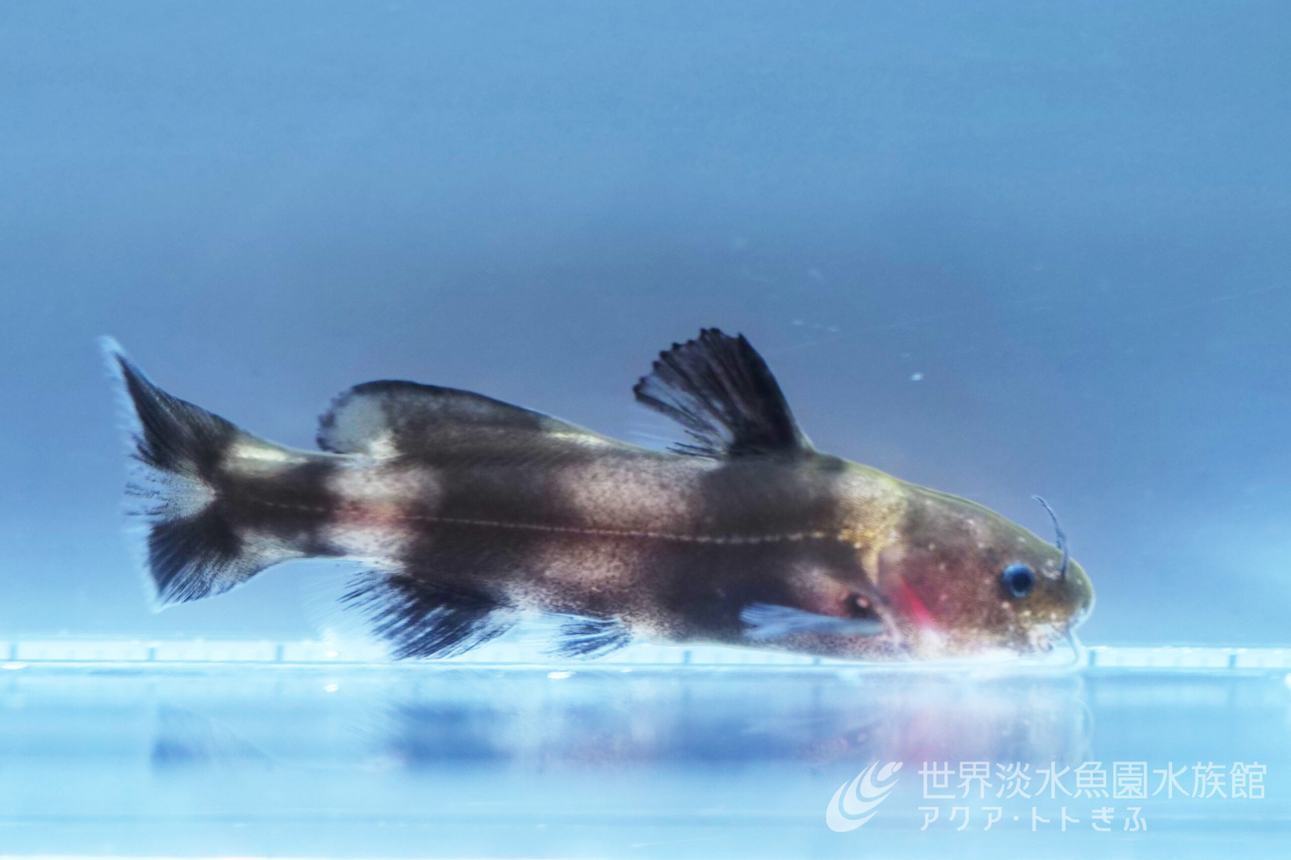 トピック水槽『アクア・トト生まれ！ ネコギギのこどもたち』