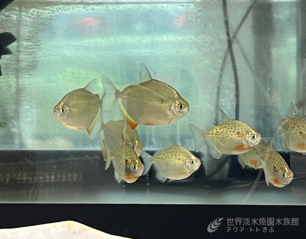 バックヤードの大事な役割