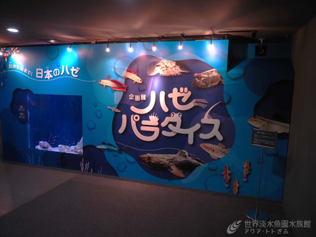 ハゼパラダイス開始！！