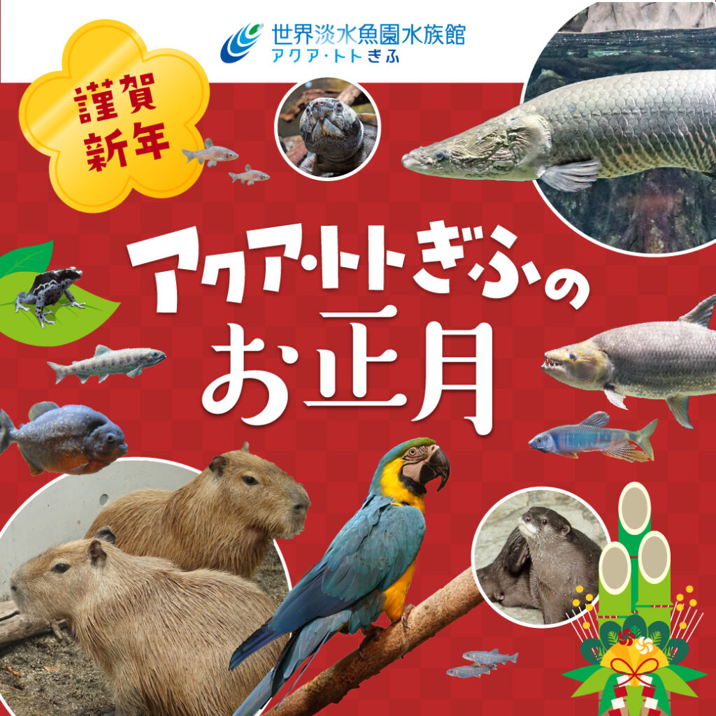 アクア・トト ぎふのお正月