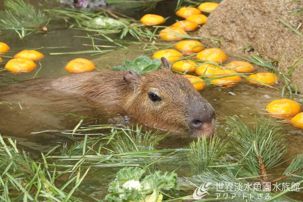 新春カピバラの風呂はじめ
