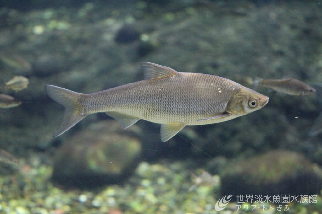 2026年は午年！馬魚で福をお届け！