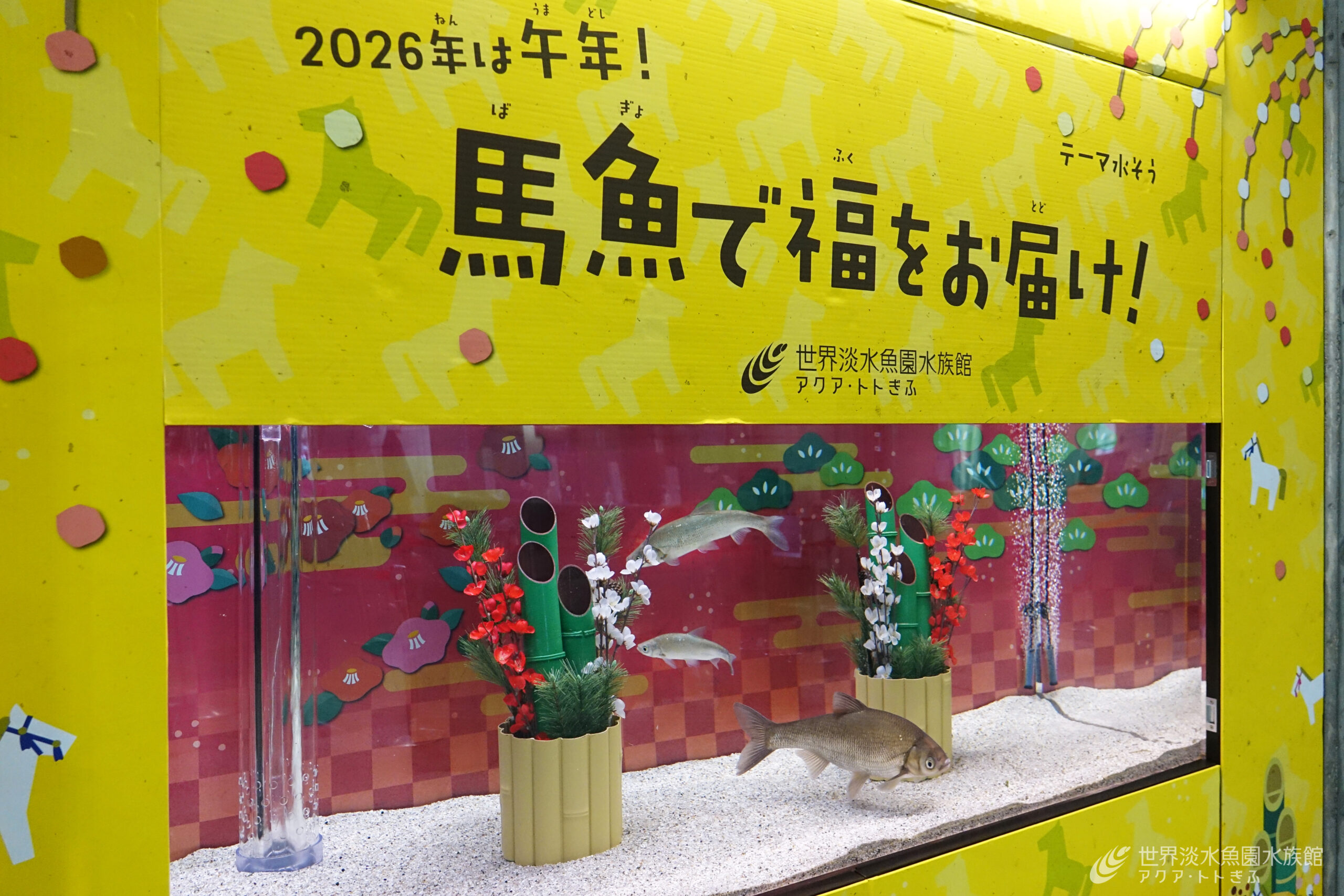 テーマ水槽『2026年は午年！馬魚で福をお届け！』