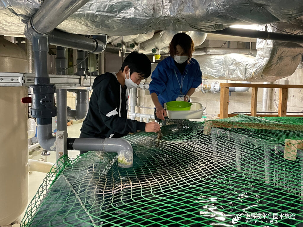 特別な体験を詰め込んだ『アクア・トト 体験！福袋2026』