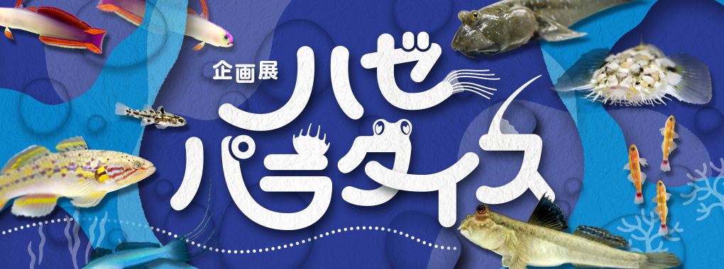 ハゼパラダイス