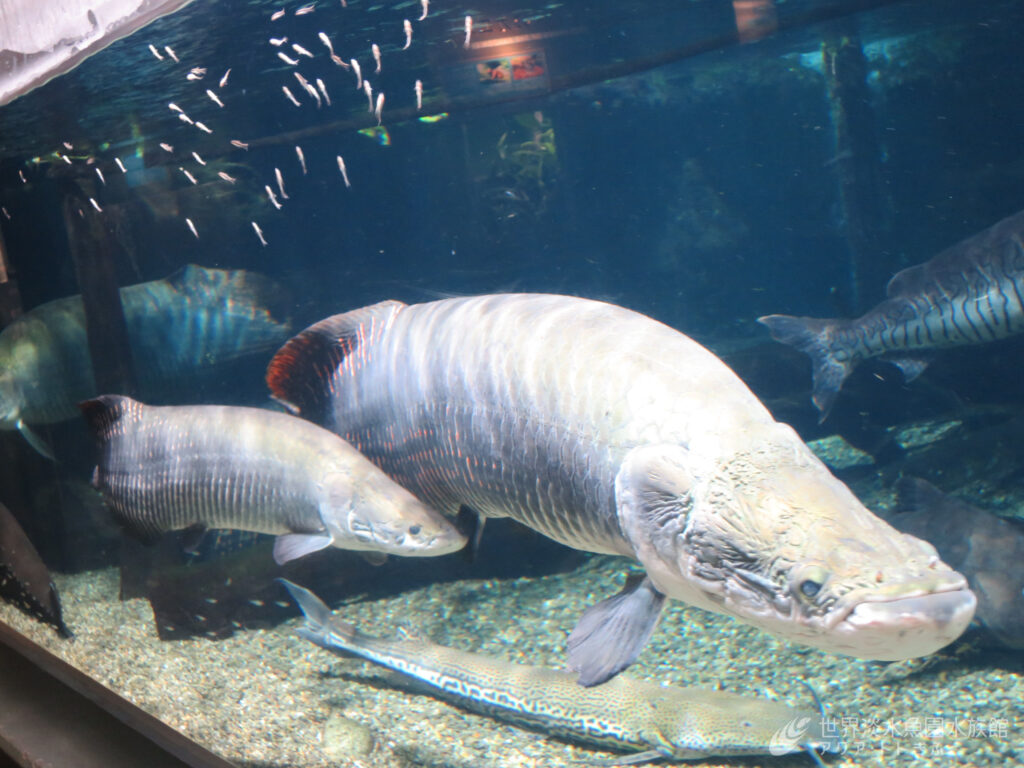 今年も賑やかに！