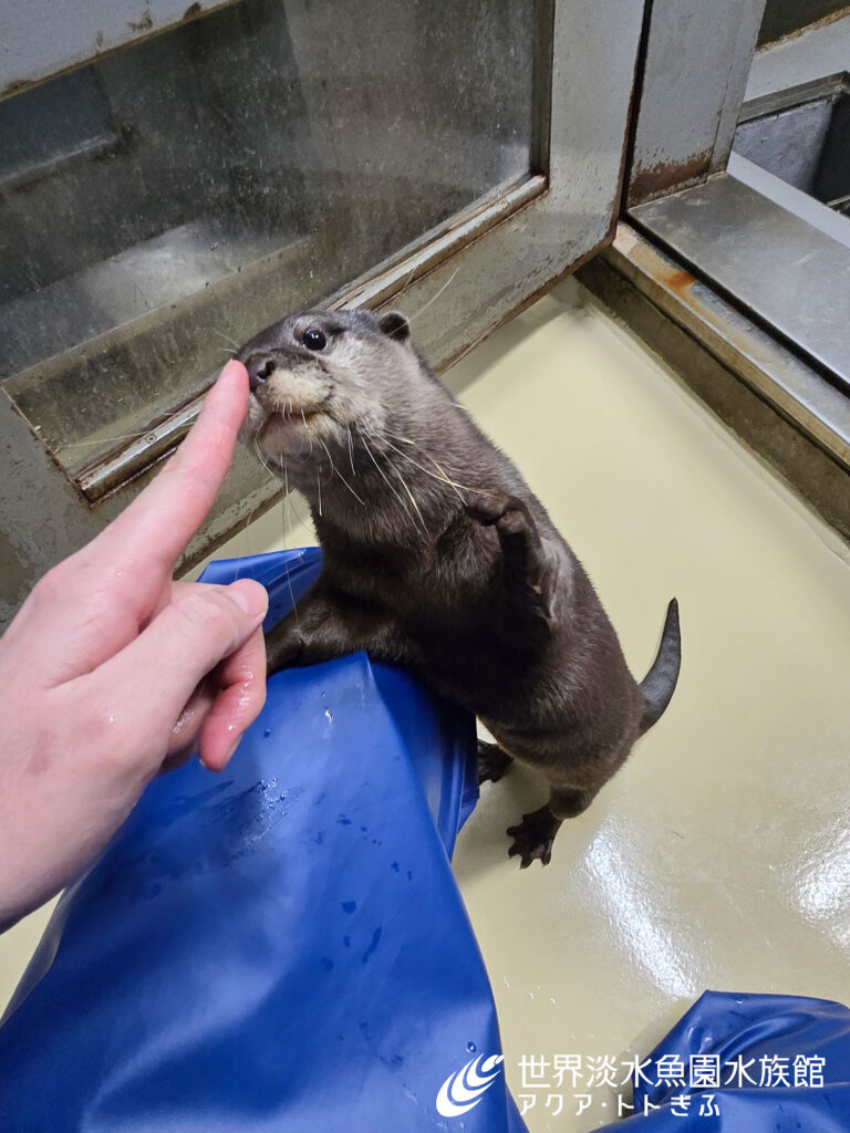 カワウソと初めて接して