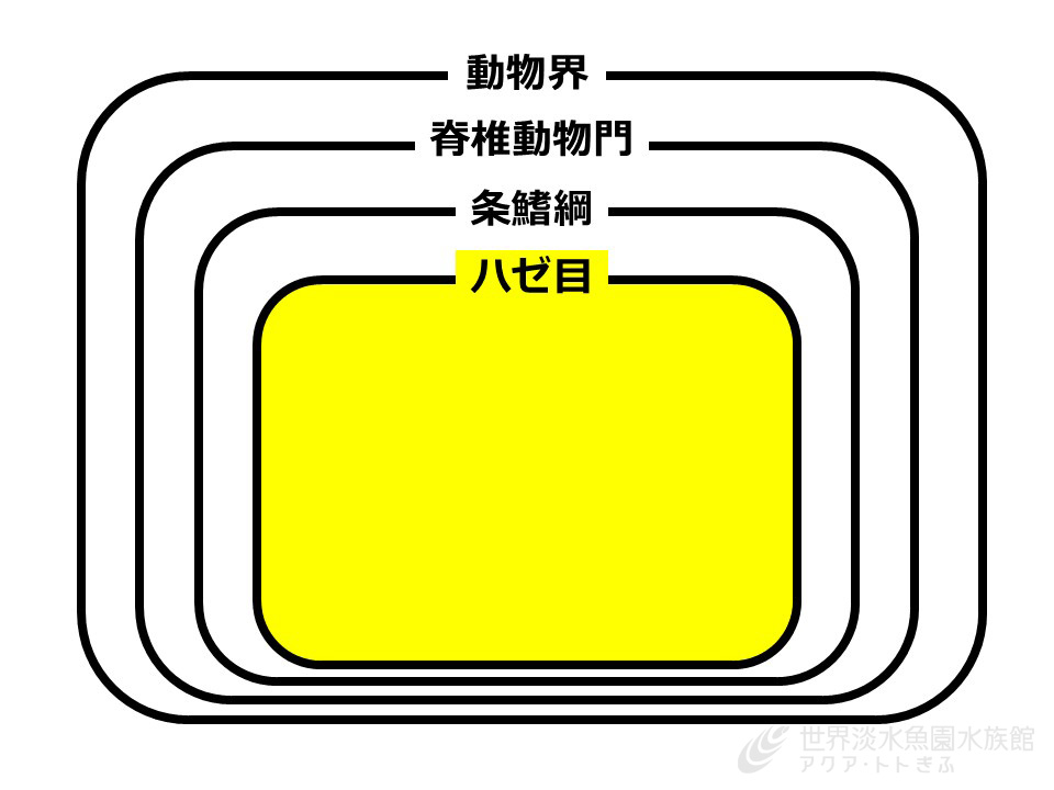 ハゼとは…何か
