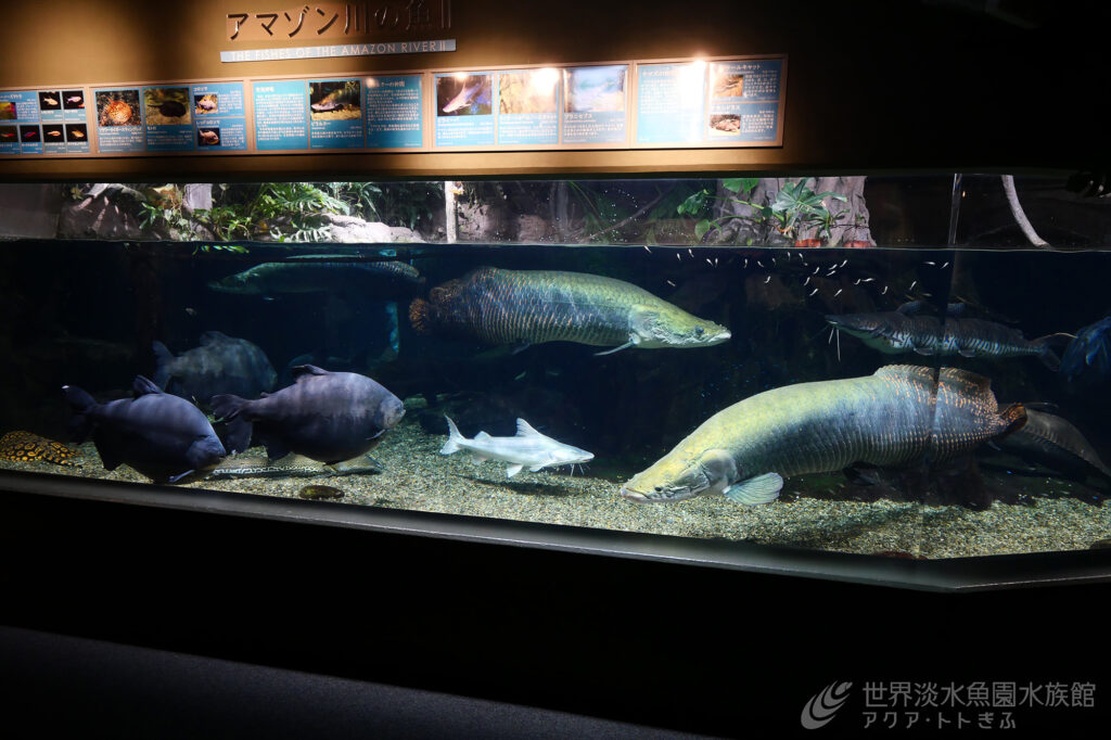 見にくるピラルクー