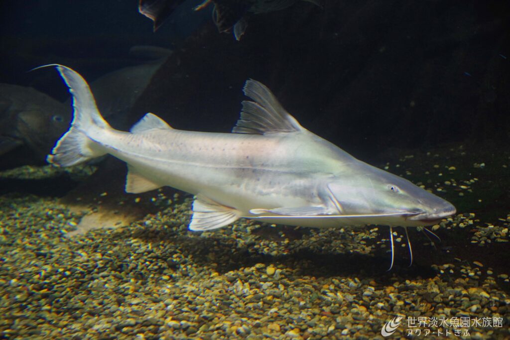 銀色に輝くネコ？