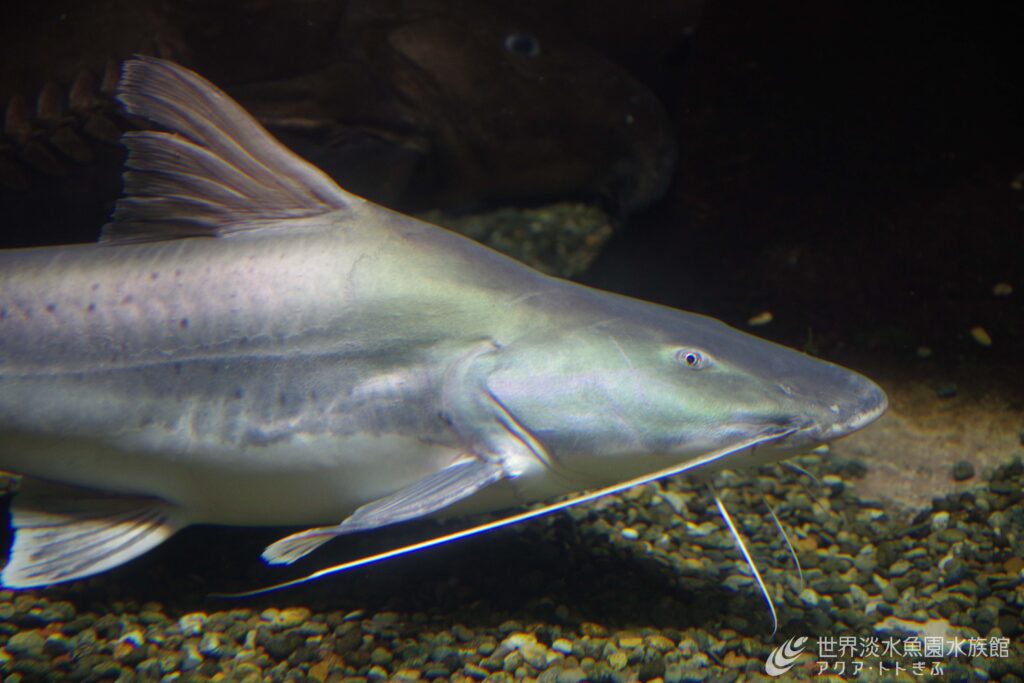 銀色に輝くネコ？