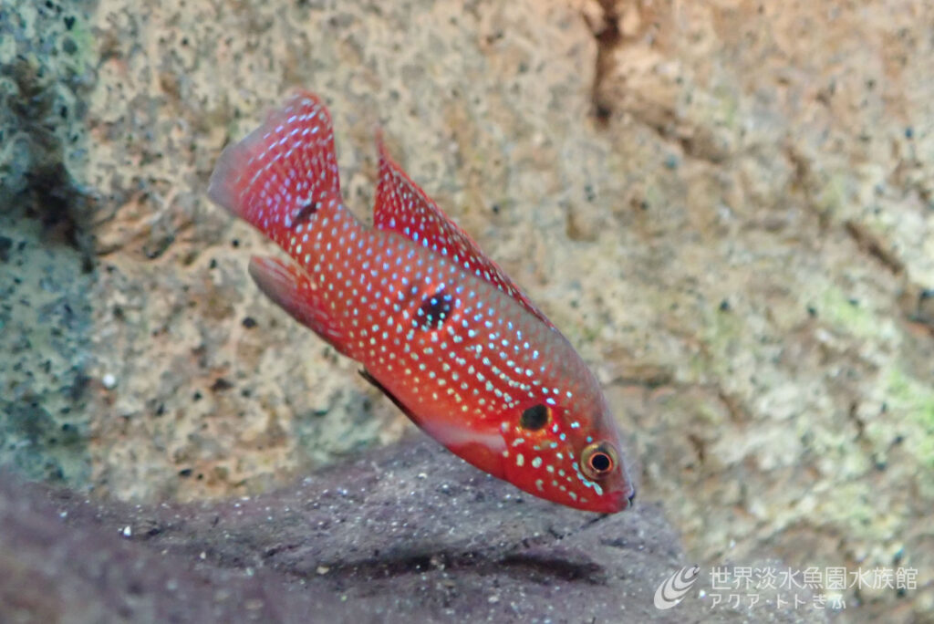 ぴかぴかの（レッド）ジュエルフィッシュ