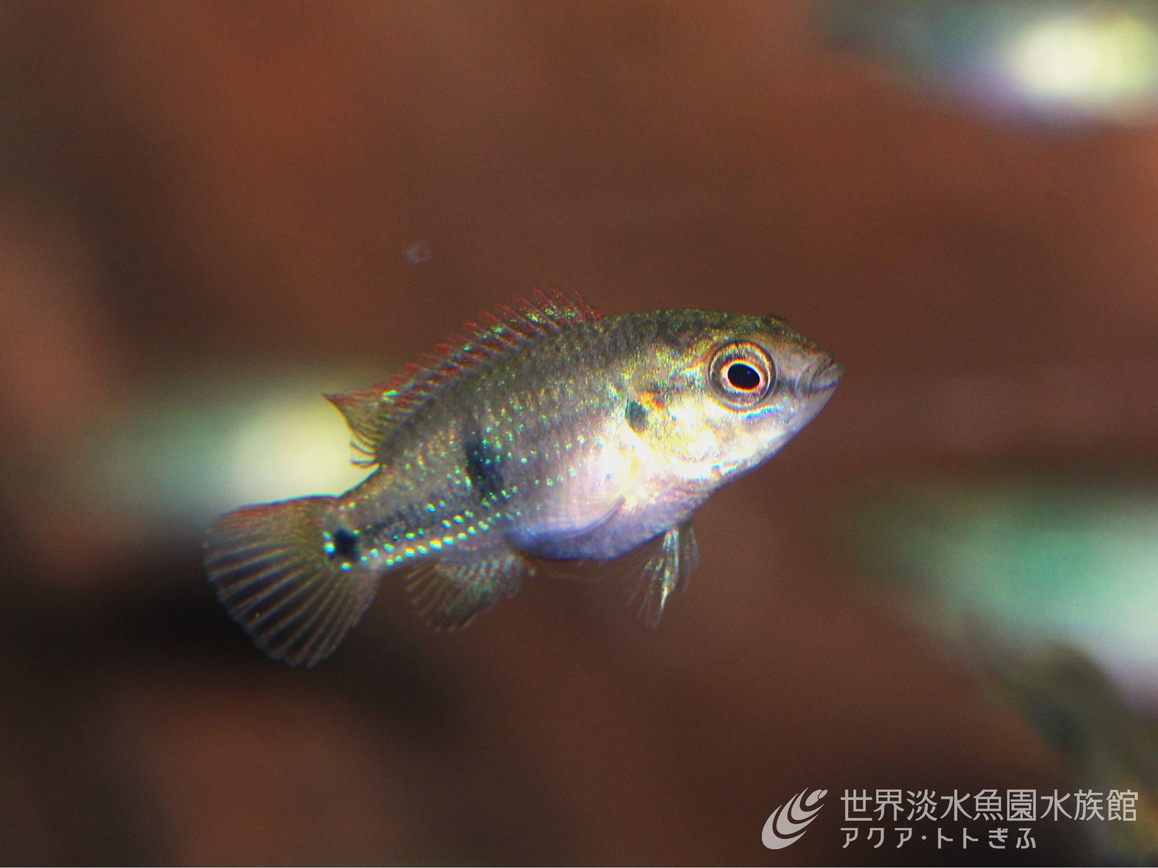 ぴかぴかの（レッド）ジュエルフィッシュ｜世界淡水魚園水族館 アクア