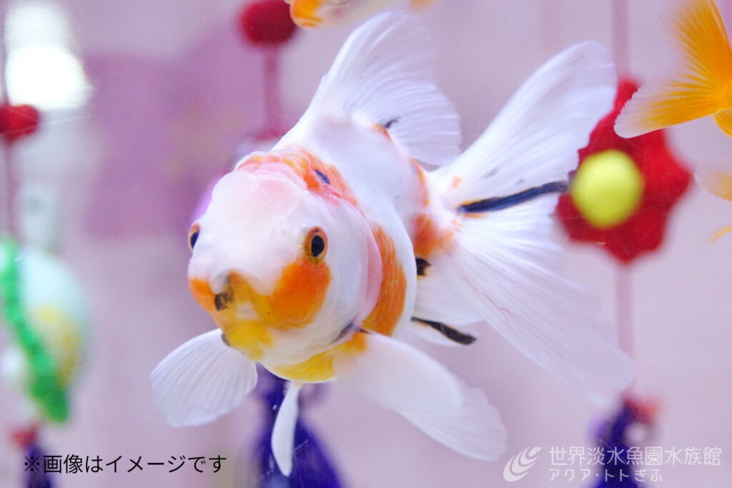 ふわふわ金魚のひな祭り