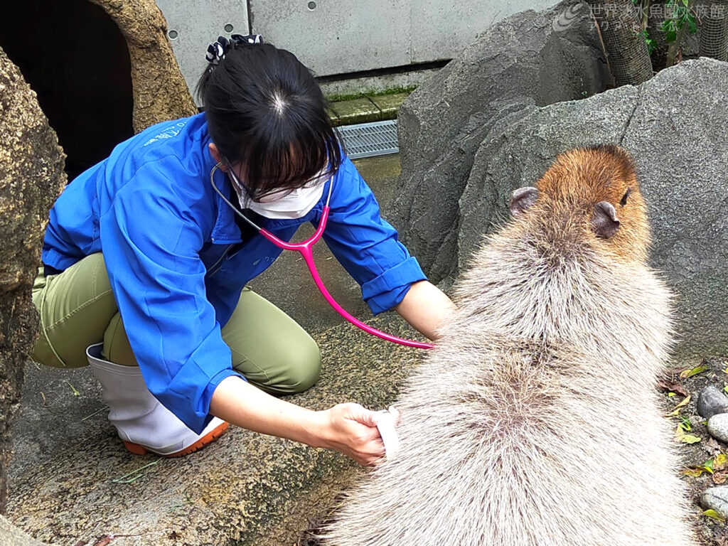 なにわの獣医　熱血あやな塾