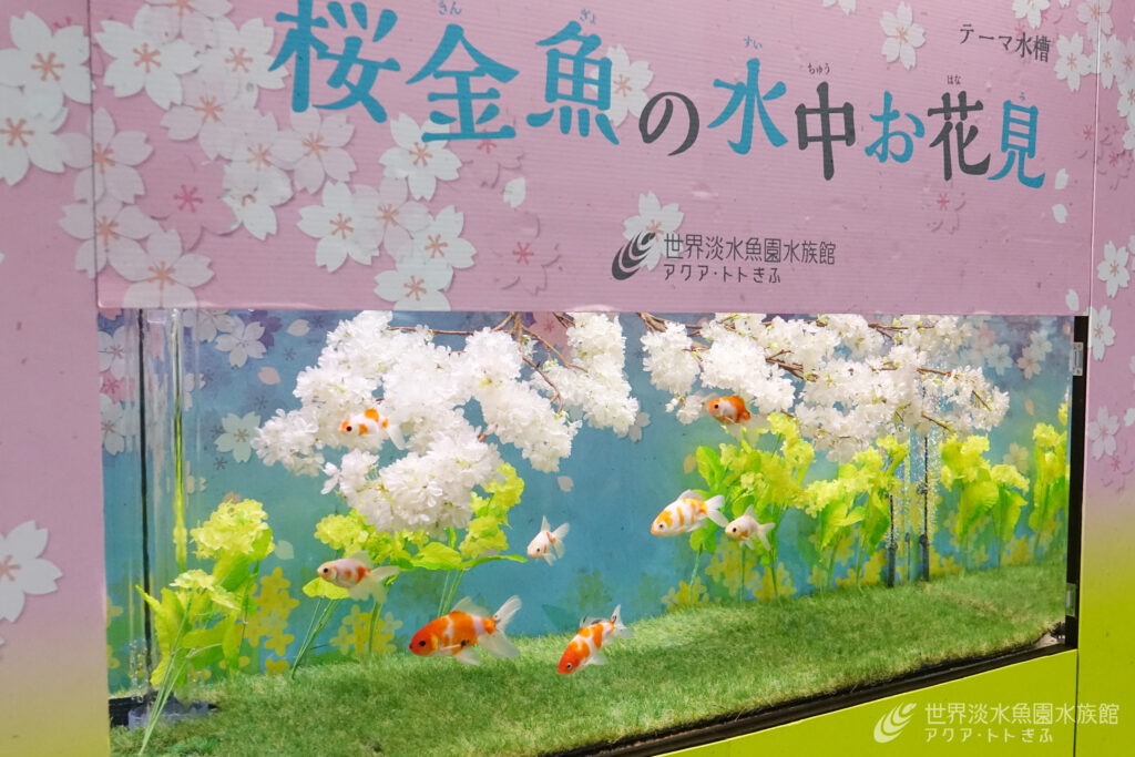 桜金魚の水中お花見