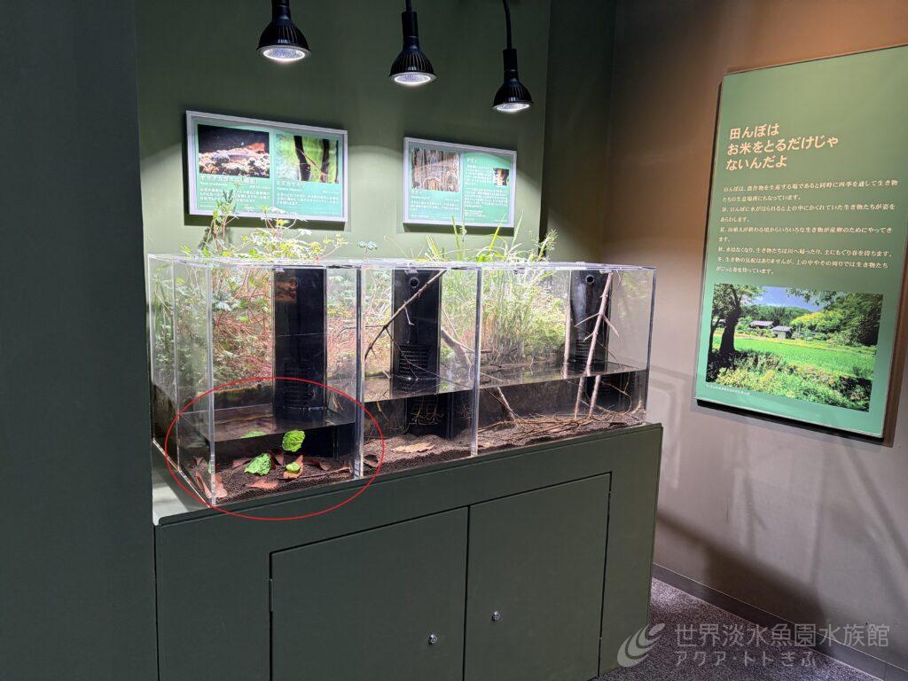 ヤマアカガエルのオタマジャクシ