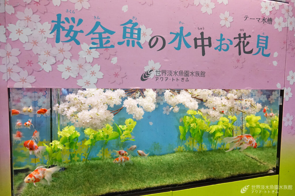 桜金魚の水中お花見