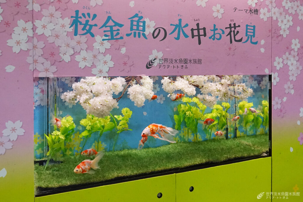 桜金魚の水中お花見