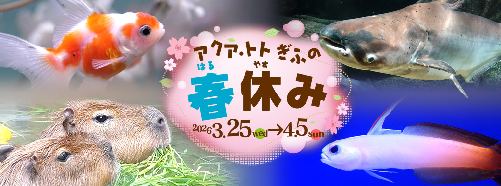 アクア・トト ぎふの春休み