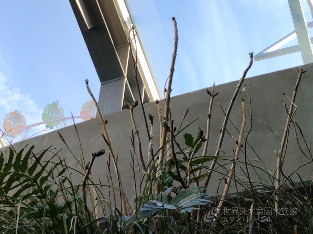 もうすぐ春ですね