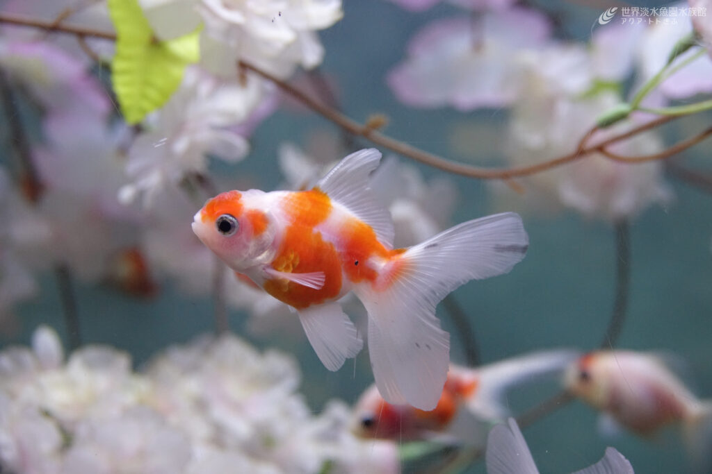 桜金魚の水中お花見