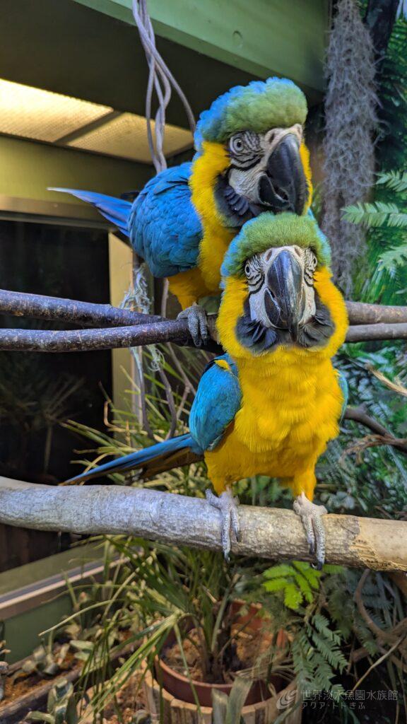 ルリコンゴウインコの食事改善