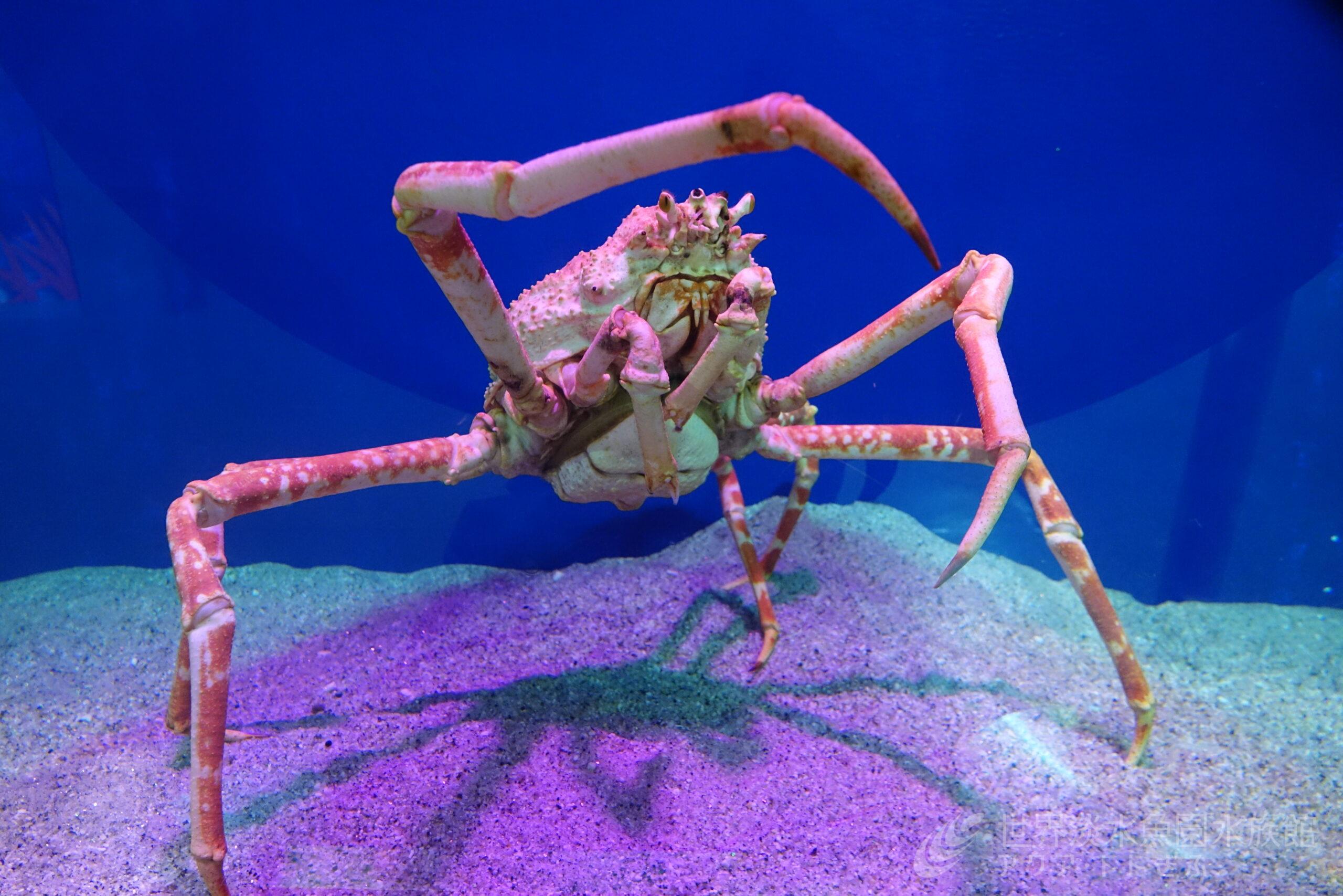 カニカーニバル ～海のカニ、川のカニ、陸のカニ～｜世界淡水魚園