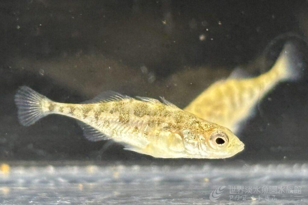 ハリヨのこどもを展示