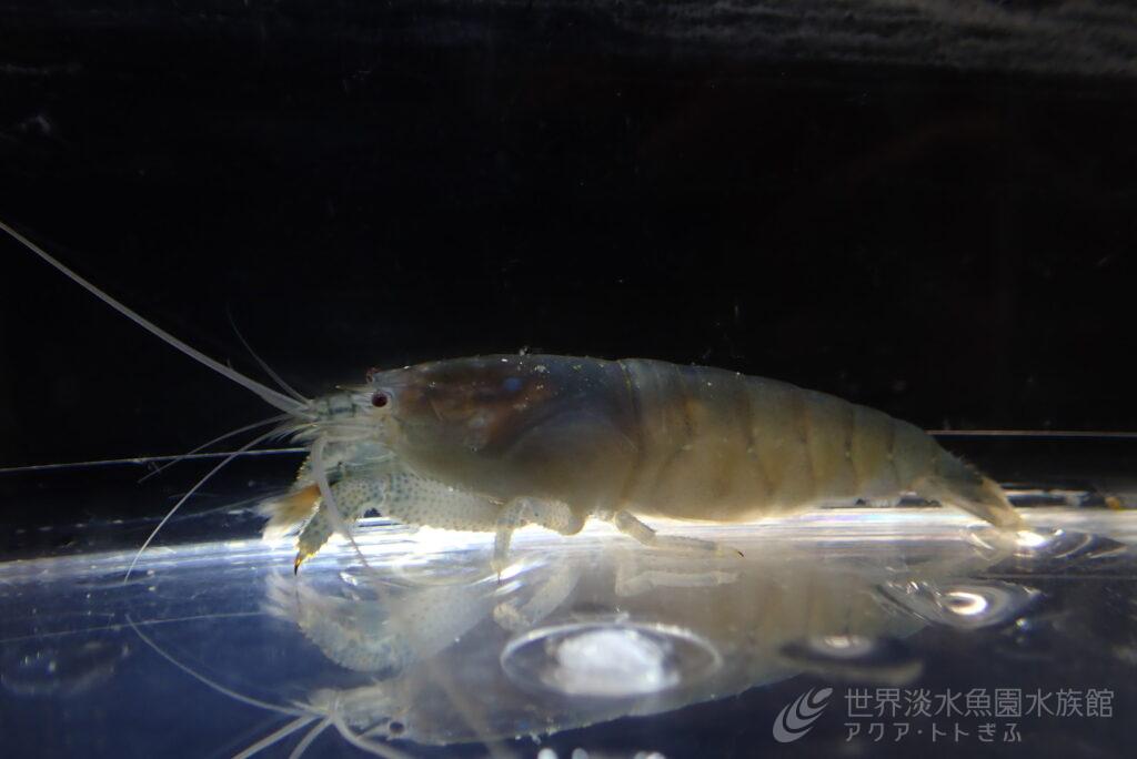 アフリカンロックシュリンプの？