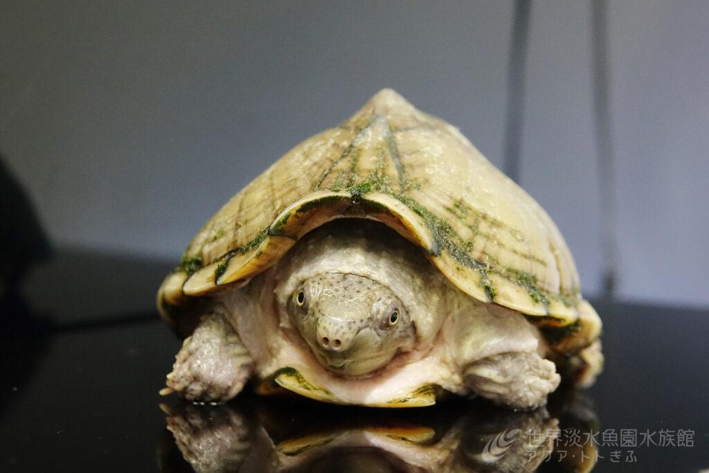 -端午の節句-水中の小さな武将