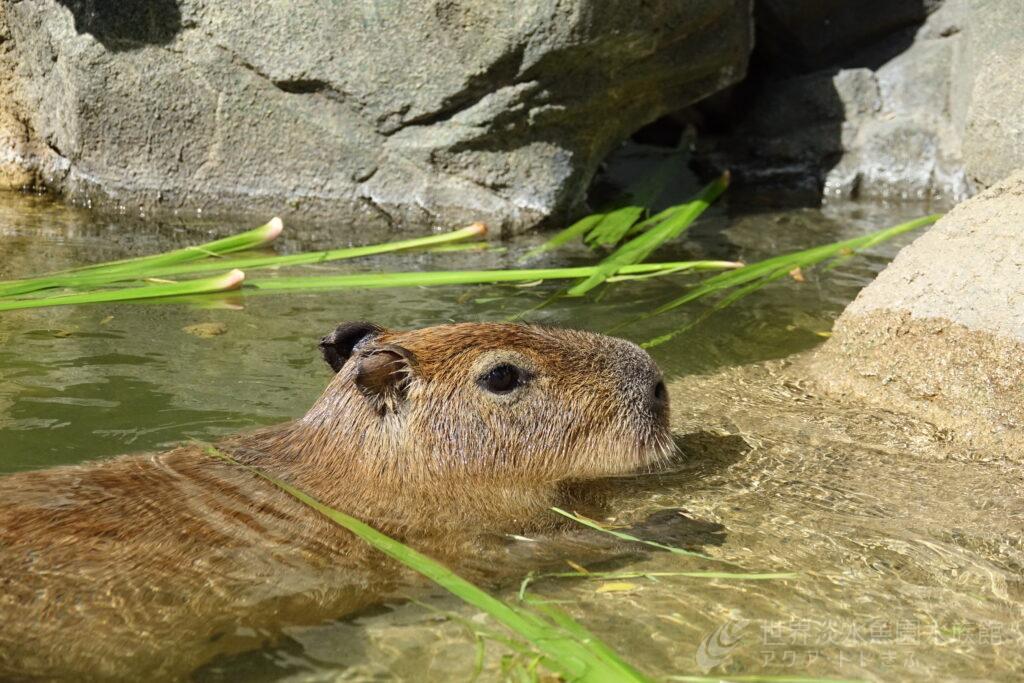 アクア・トト ぎふのゴールデンウィーク