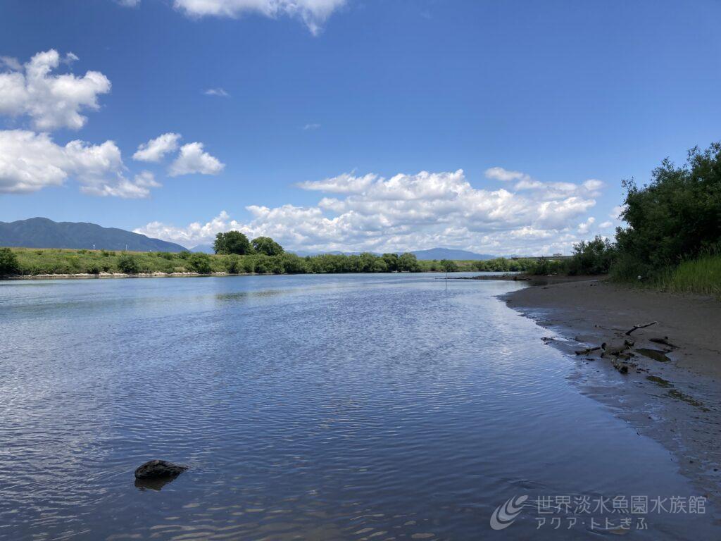 ヨシのビオトープ