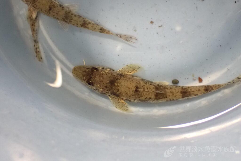 カマツカ類繁殖のお話