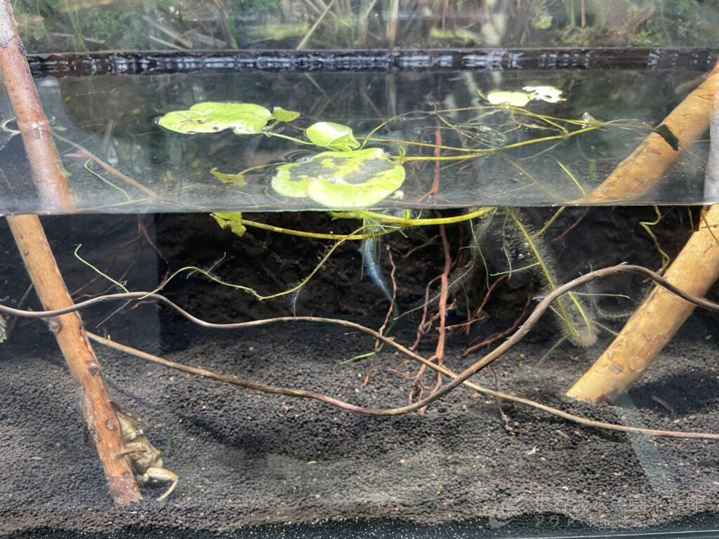 水槽の中にも春到来