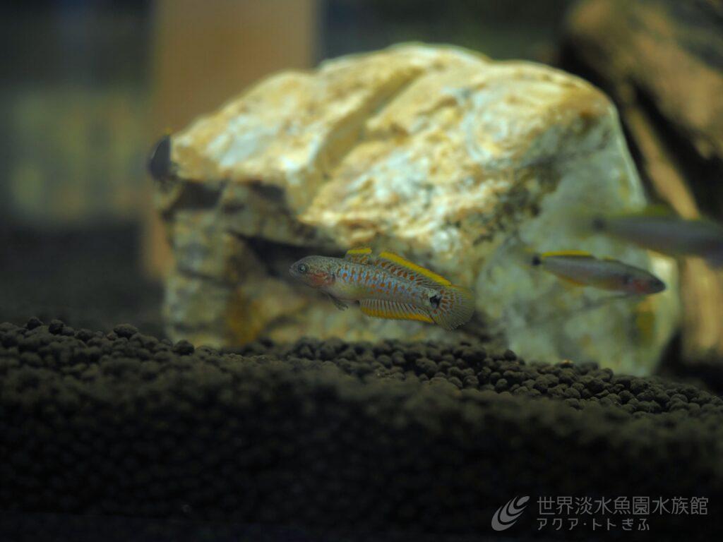イタセンパラにそっくりなピーコックガジョン