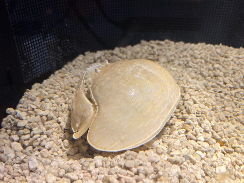 脱皮は欠かせない