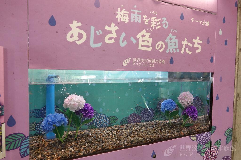 梅雨を彩るあじさい色の魚たち
