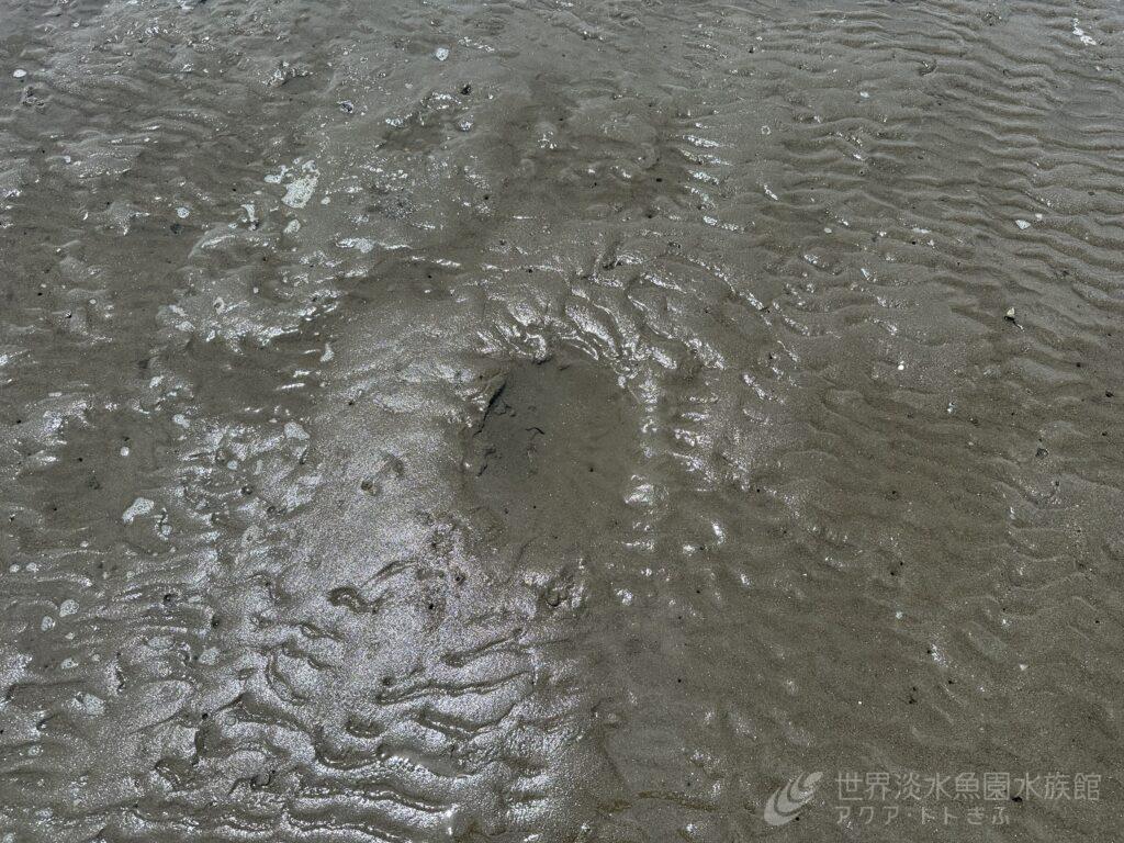 マメコブシガニを探しに