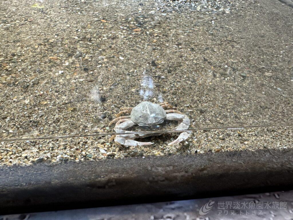 マメコブシガニの展示を開始しました