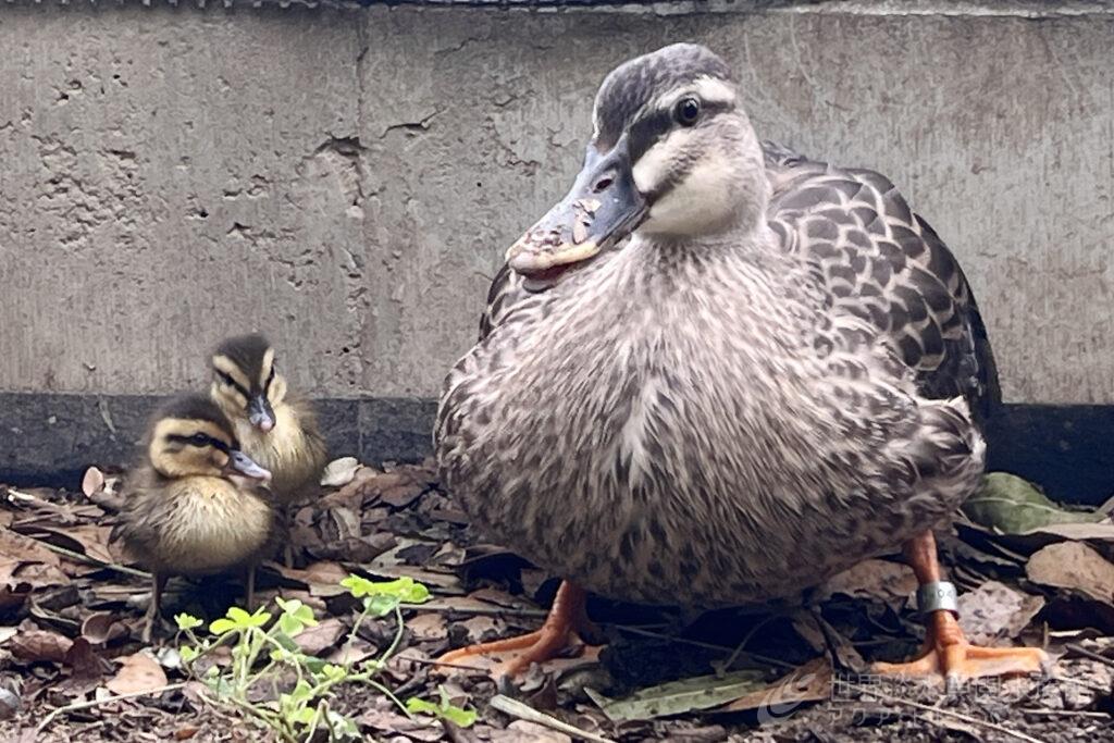 カルガモの赤ちゃんが誕生しました