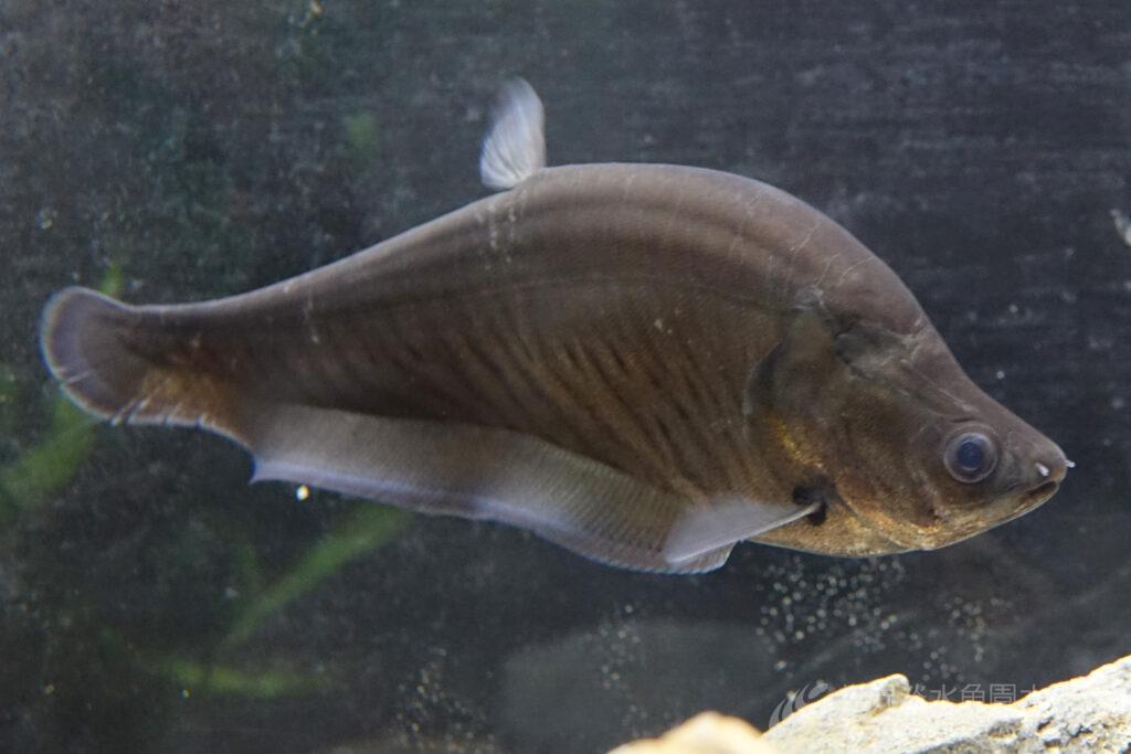 チタラ・ロピスの幼魚を展示